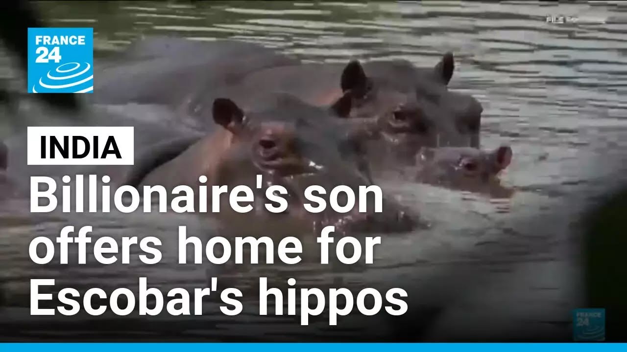 Indian billionaire's son offers home for Escobar's hippos • FRANCE 24 English