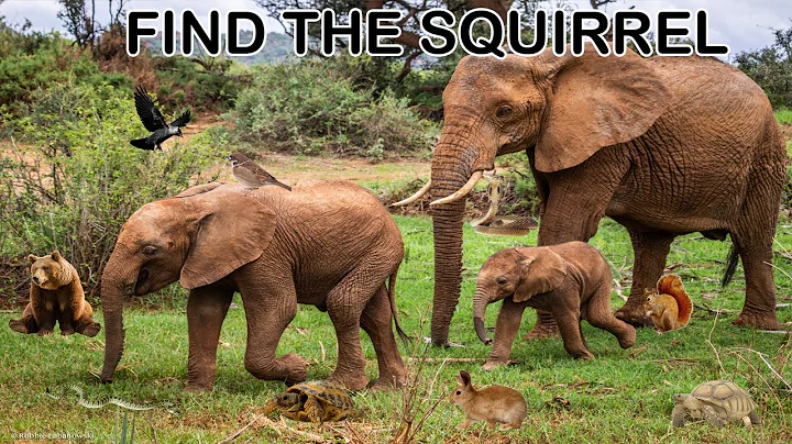 Nobody can find all hidden animals |find the hidden animals |new brain game 2023 | AR Entertainment.