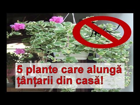 Video: Ce Plante Resping țânțarii? De Ce Ierburi și Flori Se Tem De țânțari? Plantele De Descurajare Din țară și Din Apartament