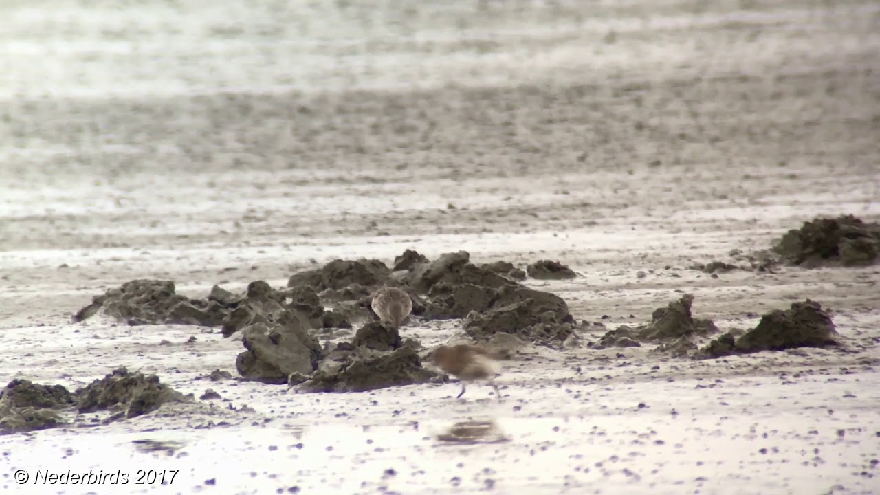 Bonapartes Strandloper / White-rumped Sandpiper / Calidris fuscicollis