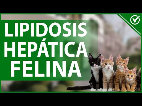 Vídeo: Lipidosis Hepática
