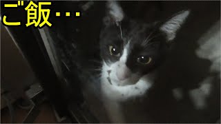 黒白野良猫…夜分遅くにすみません…ご飯ください…
