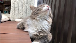 狭いスペースからはみ出る猫 ノルウェージャンフォレストキャットSpill out.Norwegian Forest Cat.