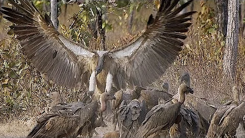 Yula Kapetanakos: Asian Vulture Study