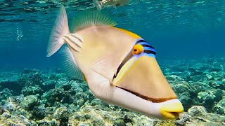 Arabian Picasso triggerfish (Rhinecanthus assasi) Picasso triggerfish, Assasi triggerfish (4K)