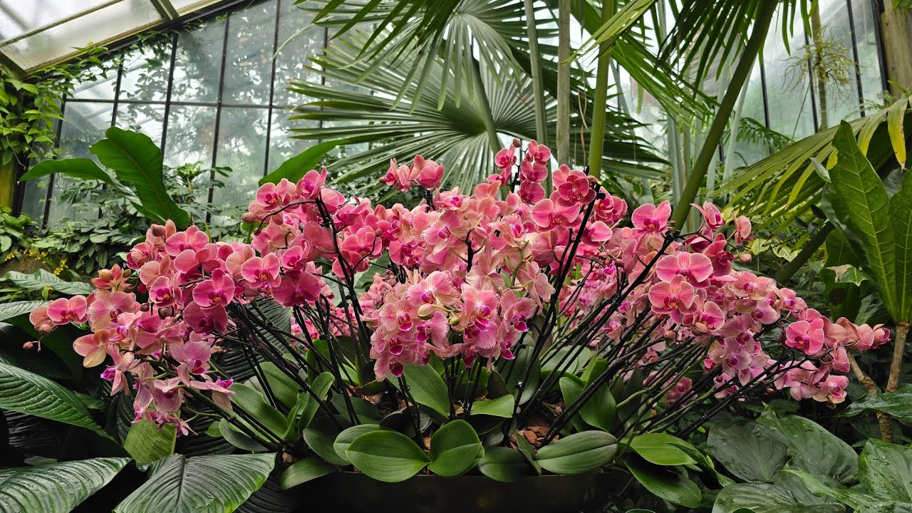 Kew Gardens Orchid Festival 2026