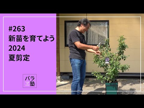 バラ苗　１年苗　調整中　余剰1苗 バラ苗 【カントリートレンドセッター】 (新苗植え替え) フロリバンダ