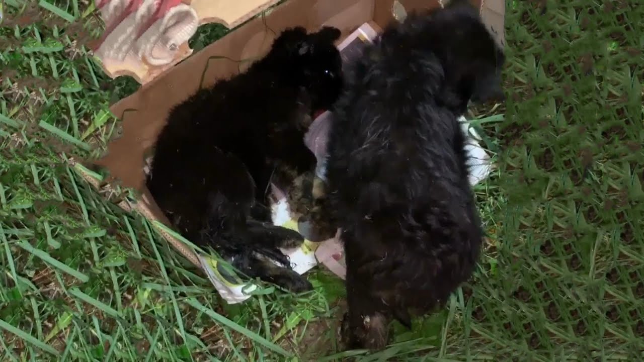 Two Abandoned Puppies in Critical Condition| Will Lucky Fate Smile on ...