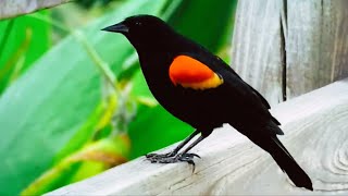 Red-winged Blackbird, often seen in large flocks in North America, a masterpiece of the universe