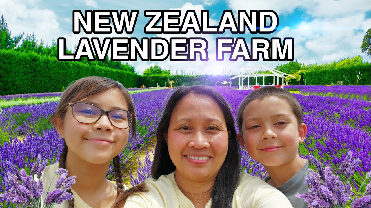 Things to do in Christchurch New Zealand.Lavender Farm YouTube