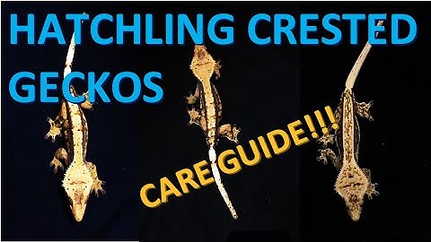 HATCHLING CRESTED GECKO CARE!!! | Full Set Up & Care For Young New Caledonian Geckos