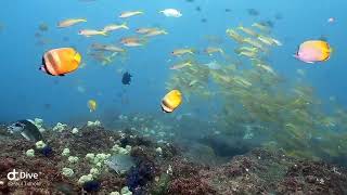 Scuba diving at Cherubs Cave of Moreton Island Queensland Australia 