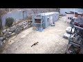 주변의 치열한 야생의 세계! 담비의 고양이 사냥 (Yellow-throated Martens vs Cat Hunting Video)