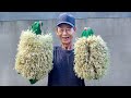 Very delicious and easy to grow you cant skip this way of growing bean sprouts