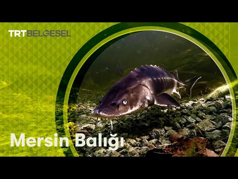 Video: Mersin Balığı Ile Krep