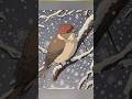 Cute Parrot Drawing For Beginners With Acrylic Markers