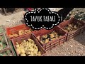 TAVUK PAZARI SAKARYA (KAZ-ÖRDEK-CİVCİV-GÜVERCİN-HİNDİ-BILDIRCIN-TAVUS KUŞU-SÜLÜN)