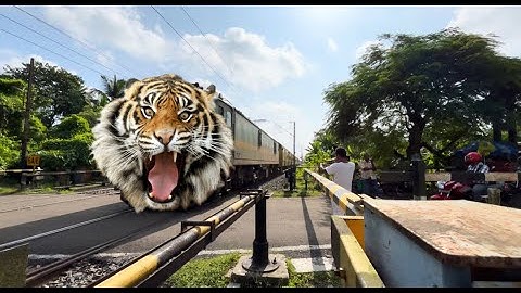 Dangerous Angry Tiger Headed Lumding Special Train Furious Moving Throughout At Railgate 