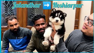 Black and White Siberian Husky for Tarlochan paaji from UAE | Jalandhar ➡ Hoshiarpur