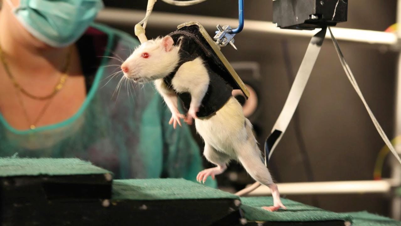 ⁣Paralysed Rats Made To Walk Again