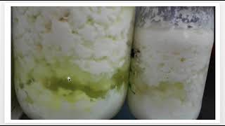 Búlgaros de yogurth o Gránulos de Kefir. Cuidados para estas colonias de lactobacilos