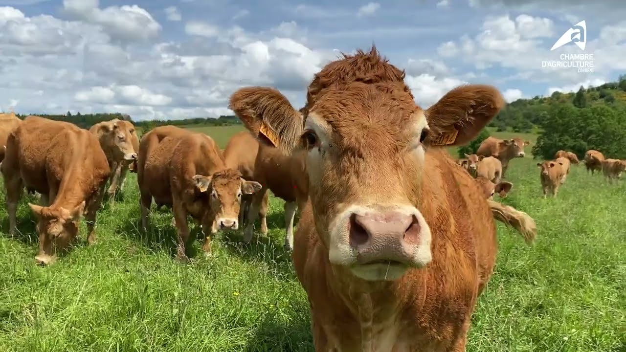 Teaser websérie corrézienne 