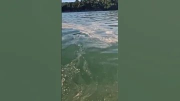 SOS. Озеро Абрау. Катастрофа?