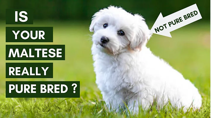 5 ways to identify your Maltese Puppy is Pure Bred or Not - DayDayNews