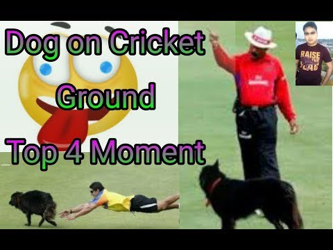 cricket-funny-video-||-animals-attack-||-dog-on-cricket-ground-top-4-moment-||-funny-bangla