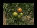 19 de Diciembre de 2017 Fertilización en el cultivo de tomate