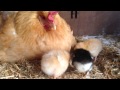 Goldy Gets New Baby Chicks and Becomes Mother Hen
