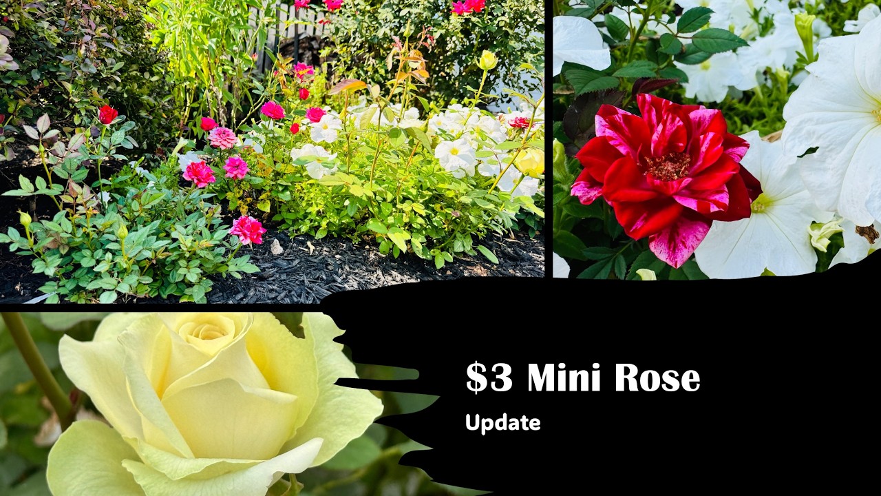 $3 Mini rose plants updates | Shop Rite Mini Rose Updates| Backyard ...