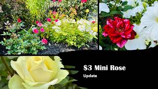 Mini Roses, Huge Dreams: ShopRite $3 Mini Roses Update!