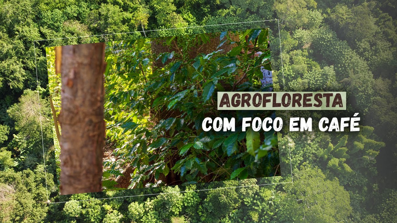 CONHEÇA a AGROFLORESTA com foco em CAFÉ da Fazenda São Luiz