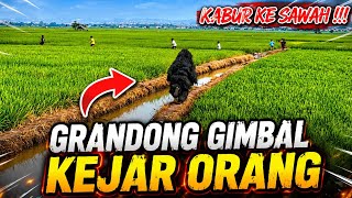 GRANDONG GIMBAL KEJAR ORANG KABUR KE TENGAH SAWAH❗️❗️PUSAKA GALUR MANUNGGAL 💥 LEMBUR KURING