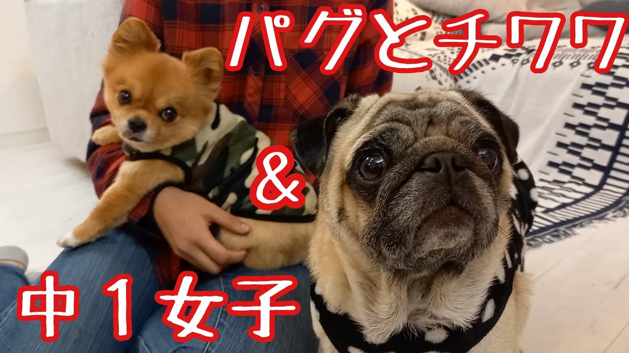 パグとチワワのお正月最終日 子供と老犬で最後の大はしゃぎ すけさんかくさん パグチワワ Youtube パグとチワワのお正月最終日 子供と老犬で最後の大はしゃぎ すけさんかくさん パグチワワ Youtube