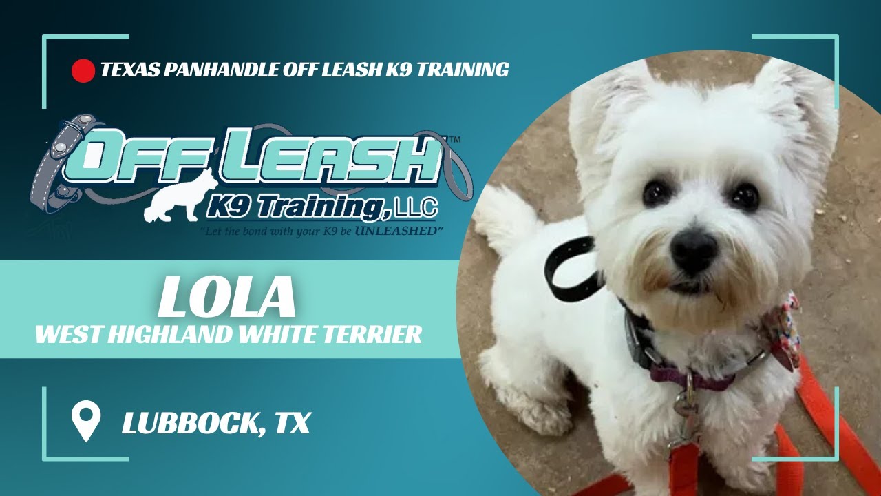 Lola, the 1-Year Old Westie | Best Dog Trainers in Lubbock Texas