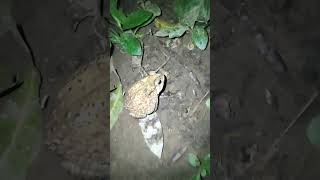 Giant Frog under the bush at midnight - Free video footage - Copyright Free
