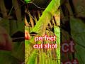 perfect cut shot#bambucutting #satisfyingslice #cuttingvideo #viralshorts #bamboocraft