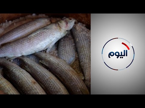 السمك المجفف من الطبخ الشعبي إلى التراث الثقافي والغذائي