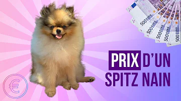 Quel est le prix d'un chien Spitz ?