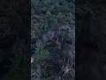 wolf Attack #shortfeed #wolf
