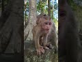 This baby monkey’s adorable the motivation you need today! Boris🐒💕#virals #cute #monkeys #Amber