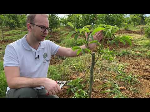 Видео: Dying Black Walnut Tree – Как изглежда мъртвият черен орех