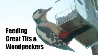 Feeding Great Tits and Great Woodpeckers 🐦🪺 [Felirat]