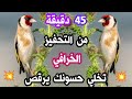 45 دقيقة بتبتة و تستسة تجنن الحسون و تخليه يرقص من كثرة التغريد تحفيز خرافي و فعال ضد صمت الحسون 45 دقيقة بتبتة و تستسة تجنن الحسون و تخليه يرقص من كثرة التغريد تحفيز خرافي و فعال ضد صمت الحسون