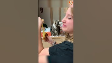 Funny Cats 😹 Try Not To Laugh Challenge (You Will Fail!) #Shorts Part 28