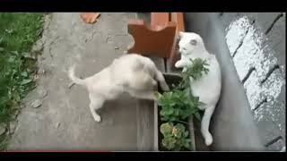 New funny animals 😂 funniest cats and dogs videos 😺🐶 by Gnat Vova 167 views 2 days ago 1 minute, 5 seconds