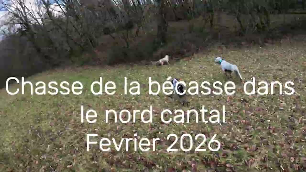 Chasse de la bécasse dans le nord cantal