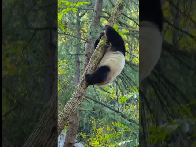 Sleduj The Adorable Truth About Panda Bears na YouTube Sleduj The Adorable Truth About Panda Bears na YouTube